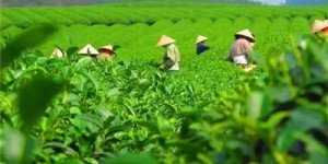 2021年貴州石阡苔茶春茶價格是多少？