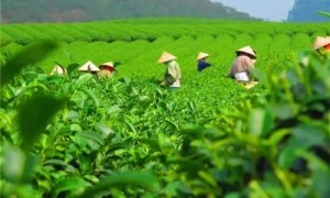 2021年貴州石阡苔茶春茶價(jià)格是多少？